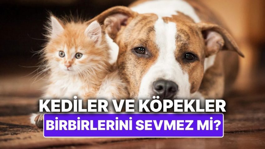 Kediler ve Köpekler Sahiden Birbirlerini Sevmez mi?