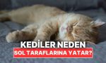 kedilerin-daima-sol-taraflarina-yatmasinin-kestirim-edemeyeceginiz-sebebi-846N4TvX.jpg