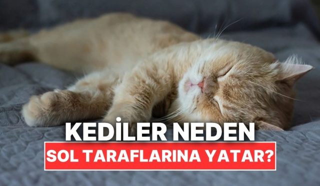 kedilerin-daima-sol-taraflarina-yatmasinin-kestirim-edemeyeceginiz-sebebi-846N4TvX.jpg