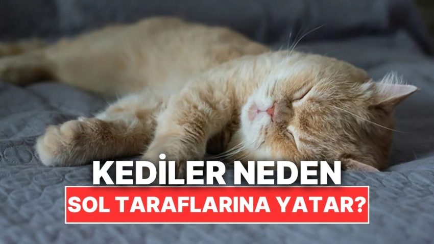 Kedilerin Daima Sol Taraflarına Yatmasının Kestirim Edemeyeceğiniz Sebebi