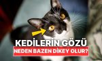 kedilerin-goz-bebekleri-neden-bazen-dikey-oluyor-6tFE75qh.jpg