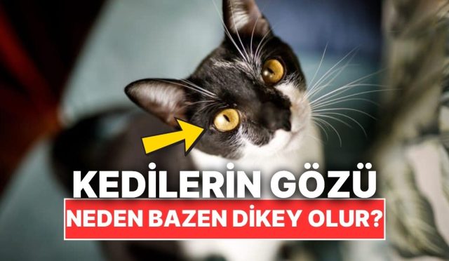 kedilerin-goz-bebekleri-neden-bazen-dikey-oluyor-6tFE75qh.jpg
