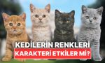 kedilerin-tuy-renkleri-karakterlerini-tesirler-mi-juTGcOD9.jpg