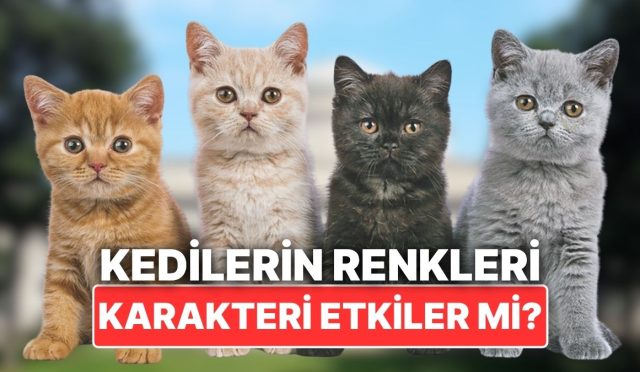 kedilerin-tuy-renkleri-karakterlerini-tesirler-mi-juTGcOD9.jpg