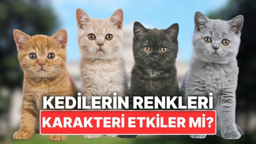 Kedilerin Tüy Renkleri Karakterlerini Tesirler mi?
