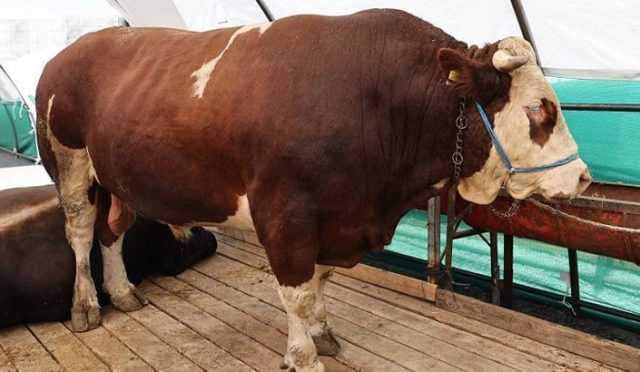 kurban-pazarinin-gozdesi-sampiyon-oldu-tam-1-ton-150-kilo-yukunde-iste-fiyati-AIHVB2q3.jpg