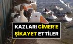 okurken-bu-kadarina-pes-diyeceksiniz-denizde-yuzdukleri-icin-cimere-sikayet-edilen-kazlar-oldu-tYxAdvzm.jpg
