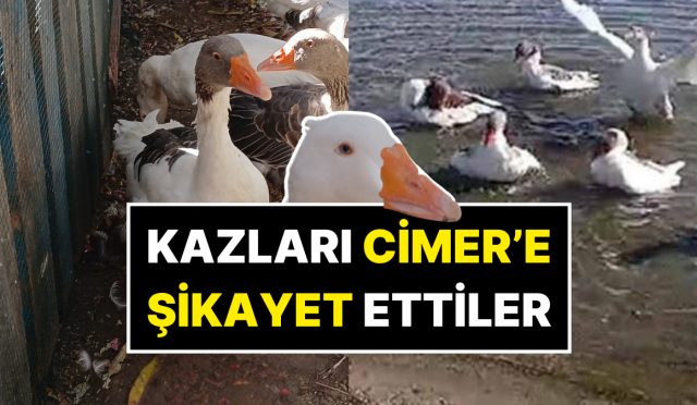 okurken-bu-kadarina-pes-diyeceksiniz-denizde-yuzdukleri-icin-cimere-sikayet-edilen-kazlar-oldu-tYxAdvzm.jpg