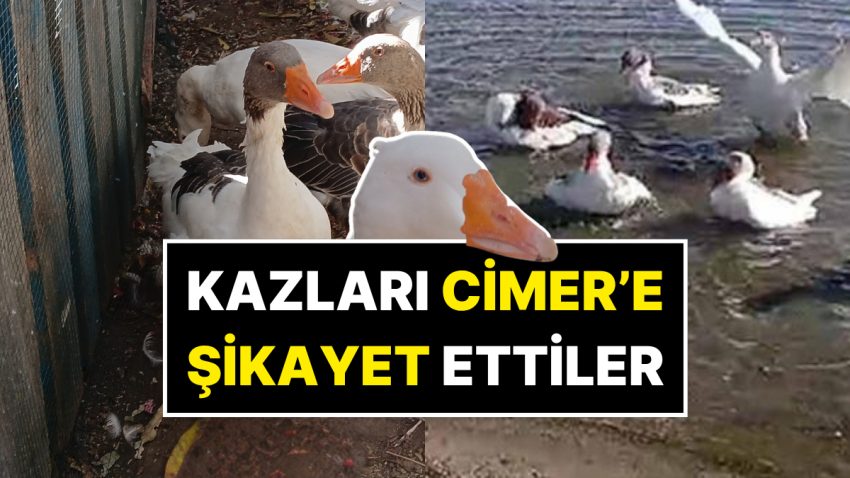 Okurken “Bu Kadarına Pes” Diyeceksiniz! Denizde Yüzdükleri İçin CİMER’e Şikayet Edilen Kazlar Öldü