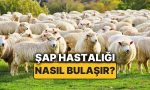 sap-hastaligi-nedir-sap-hastaliginin-belirtileri-nelerdir-nasil-bulasir-sap-hastaligi-besere-bulasir-mi-4FUL1UCc.jpg