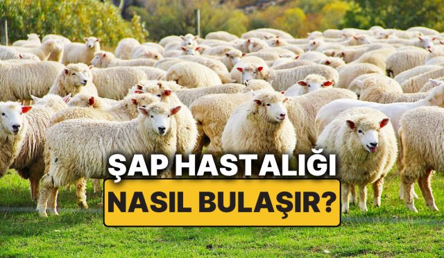 sap-hastaligi-nedir-sap-hastaliginin-belirtileri-nelerdir-nasil-bulasir-sap-hastaligi-besere-bulasir-mi-4FUL1UCc.jpg