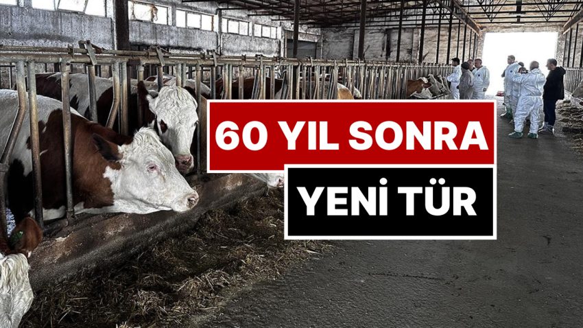 Bakan’dan Huzursuz Eden Açıklama: “Şap Hastalığının Yeni Tipi 60 Sene Sonra Birinci Kere Görüldü”