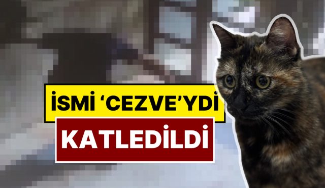 basaksehirde-cezve-isimli-kedi-olduruldu-x-kullanicilari-yasananlara-isyan-etti-pWwHp6fR.jpg