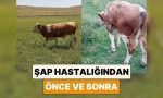 bir-ciftci-sap-hastaligina-yakalanan-ineginin-oncesi-ve-sonraki-halini-paylasti-GQTa4bFD.jpg