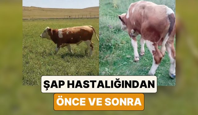 bir-ciftci-sap-hastaligina-yakalanan-ineginin-oncesi-ve-sonraki-halini-paylasti-GQTa4bFD.jpg