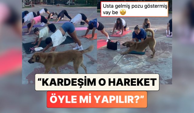 bir-kopek-sokakta-yoga-yapan-insanlari-gorunce-asagi-bakan-kopek-pozunun-dogrusunu-gosterdi-w5JeqR6K.jpg