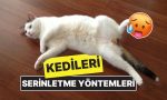 bu-sicaklarda-kedinizin-bayilmamasi-icin-10-tesirli-serinletme-yontemi-2VBmzyWK.jpg