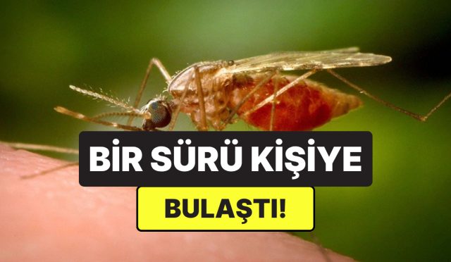 cinde-yeni-salgin-alarmi-sivrisinek-kaynakli-chikungunya-virusu-yayiliyor-x3qEC1zh.jpg