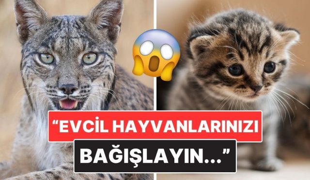 danimarkada-bir-hayvanat-bahcesi-yirticilara-mama-degil-evcil-hayvan-bagisi-istedi-XmNYutxc.jpg