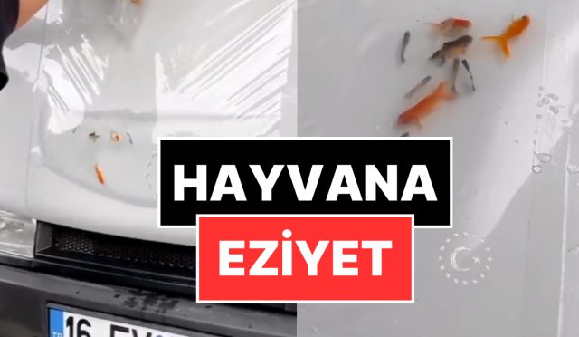 eziyet-akimi-arac-kaputuna-canli-balik-koyup-goruntu-cektiler-SVnfzNks.jpg