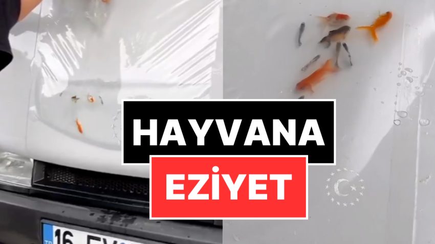 Eziyet Akımı! Araç Kaputuna Canlı Balık Koyup Görüntü Çektiler