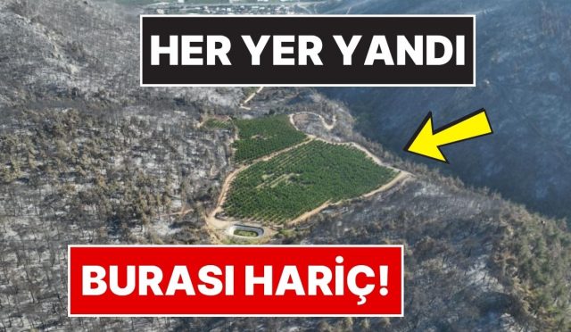 gorenleri-saskina-cevirdi-bursadaki-orman-yangininda-yemyesil-kalan-tek-nokta-9tKAbyKn.jpg