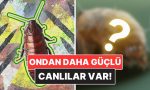 hamam-bocekleri-nukleer-savastan-sag-cikabilir-mi-hPtIyL4Y.jpg