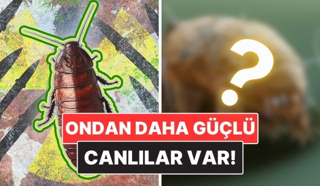 hamam-bocekleri-nukleer-savastan-sag-cikabilir-mi-hPtIyL4Y.jpg