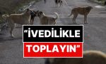 istanbul-valiliginden-sokak-hayvanlari-hakkinda-karar-UgwBbvsn.jpg