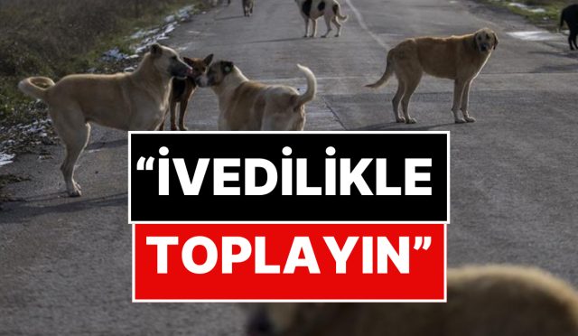 istanbul-valiliginden-sokak-hayvanlari-hakkinda-karar-UgwBbvsn.jpg