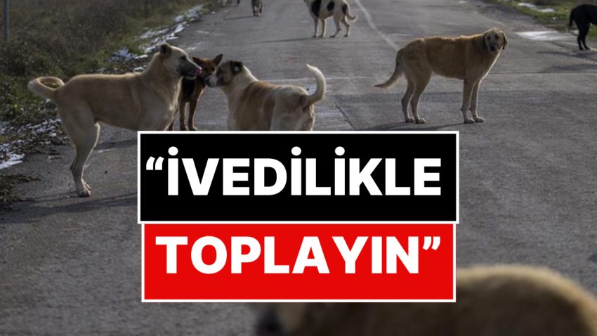 İstanbul Valiliği’nden Sokak Hayvanları Hakkında Karar