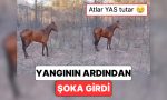 izmirdeki-yanginda-bir-atin-yandigi-ihbarini-alan-vatandaslarin-karsilastigi-gorunum-yurekleri-dagladi-hkKe2C8l.jpg