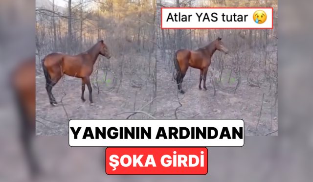 izmirdeki-yanginda-bir-atin-yandigi-ihbarini-alan-vatandaslarin-karsilastigi-gorunum-yurekleri-dagladi-hkKe2C8l.jpg