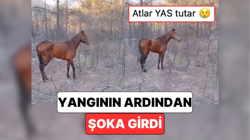 İzmir’deki Yangında Bir Atın Yandığı İhbarını Alan Vatandaşların Karşılaştığı Görünüm Yürekleri Dağladı