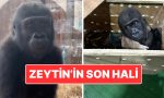 kacak-yollarla-taylanda-goturulmek-istenmisti-zeytin-ismi-verilen-goril-nijeryaya-geri-gonderilecek-OAaSrMuC.jpg