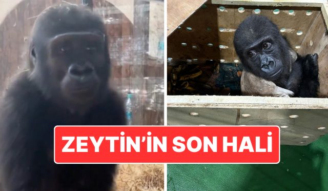 kacak-yollarla-taylanda-goturulmek-istenmisti-zeytin-ismi-verilen-goril-nijeryaya-geri-gonderilecek-OAaSrMuC.jpg
