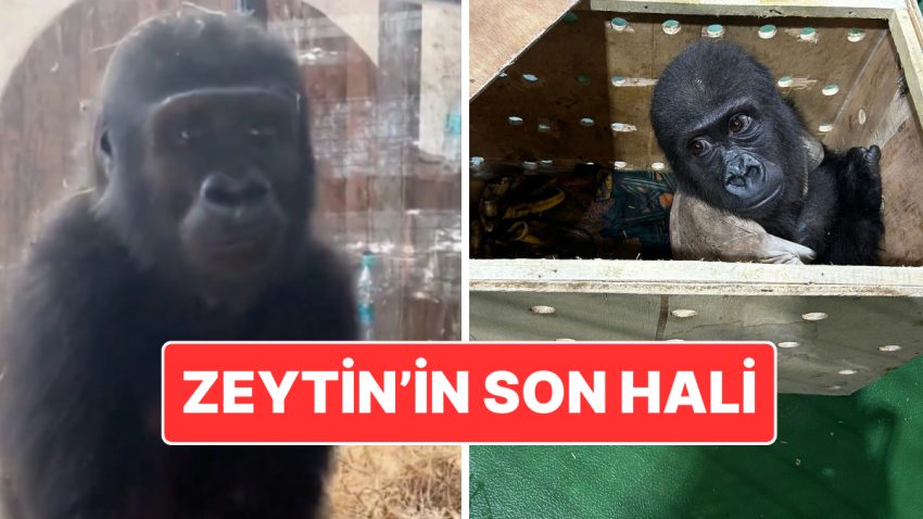 Kaçak Yollarla Tayland’a Götürülmek İstenmişti: Zeytin İsmi Verilen Goril Nijerya’ya Geri Gönderilecek