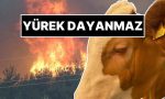 kahreden-manzara-orman-yanginindan-kurtarilan-inegin-gozyaslari-AsUGsyjm.jpg
