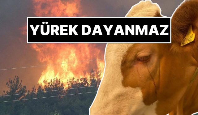 kahreden-manzara-orman-yanginindan-kurtarilan-inegin-gozyaslari-AsUGsyjm.jpg