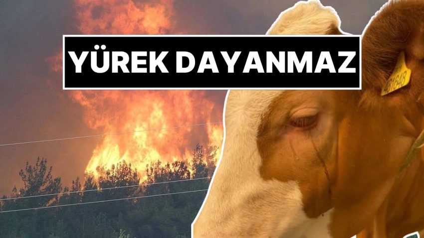 Kahreden Manzara: Orman Yangınından Kurtarılan İneğin Gözyaşları