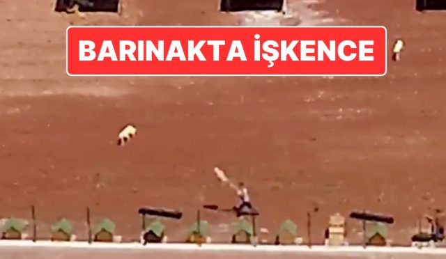 kars-belediyesine-iliskin-barinakta-kopeklere-iskence-belediye-baskani-otuken-sengerden-aciklama-geldi-AAYU6tzn.jpg