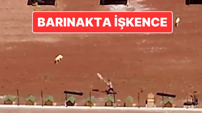 Kars Belediyesi’ne İlişkin Barınakta Köpeklere İşkence: Belediye Başkanı Ötüken Şenger’den Açıklama Geldi