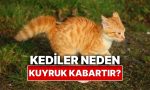 kediler-neden-bazen-kuyruklarini-kabartir-Zas64YRO.jpg