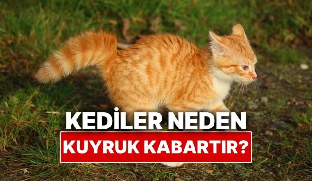 kediler-neden-bazen-kuyruklarini-kabartir-Zas64YRO.jpg