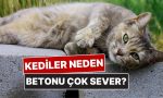 kediler-neden-betonda-yatmayi-bu-kadar-cok-seviyor-FyOYph2B.jpg