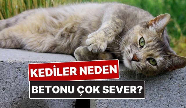 kediler-neden-betonda-yatmayi-bu-kadar-cok-seviyor-FyOYph2B.jpg