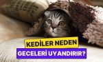 kediler-neden-bizi-gecenin-korunde-uyandirir-y3vyxaVV.jpg