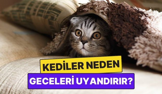 kediler-neden-bizi-gecenin-korunde-uyandirir-y3vyxaVV.jpg