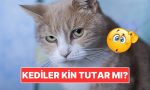 kediler-tipki-beserler-uzere-kin-meblag-mi-NxlAjgDk.jpg