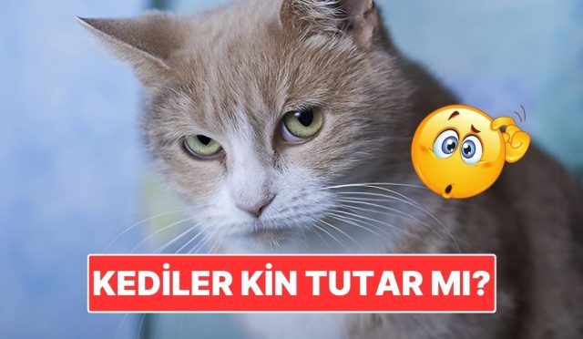 kediler-tipki-beserler-uzere-kin-meblag-mi-NxlAjgDk.jpg